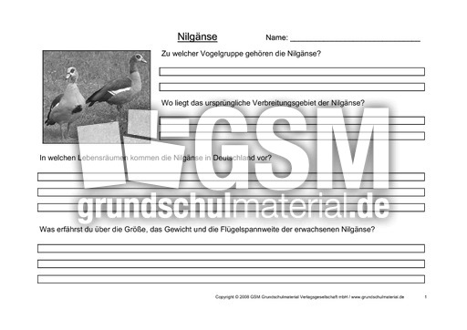 Arbeitsblatt-Nilgänse-1.pdf